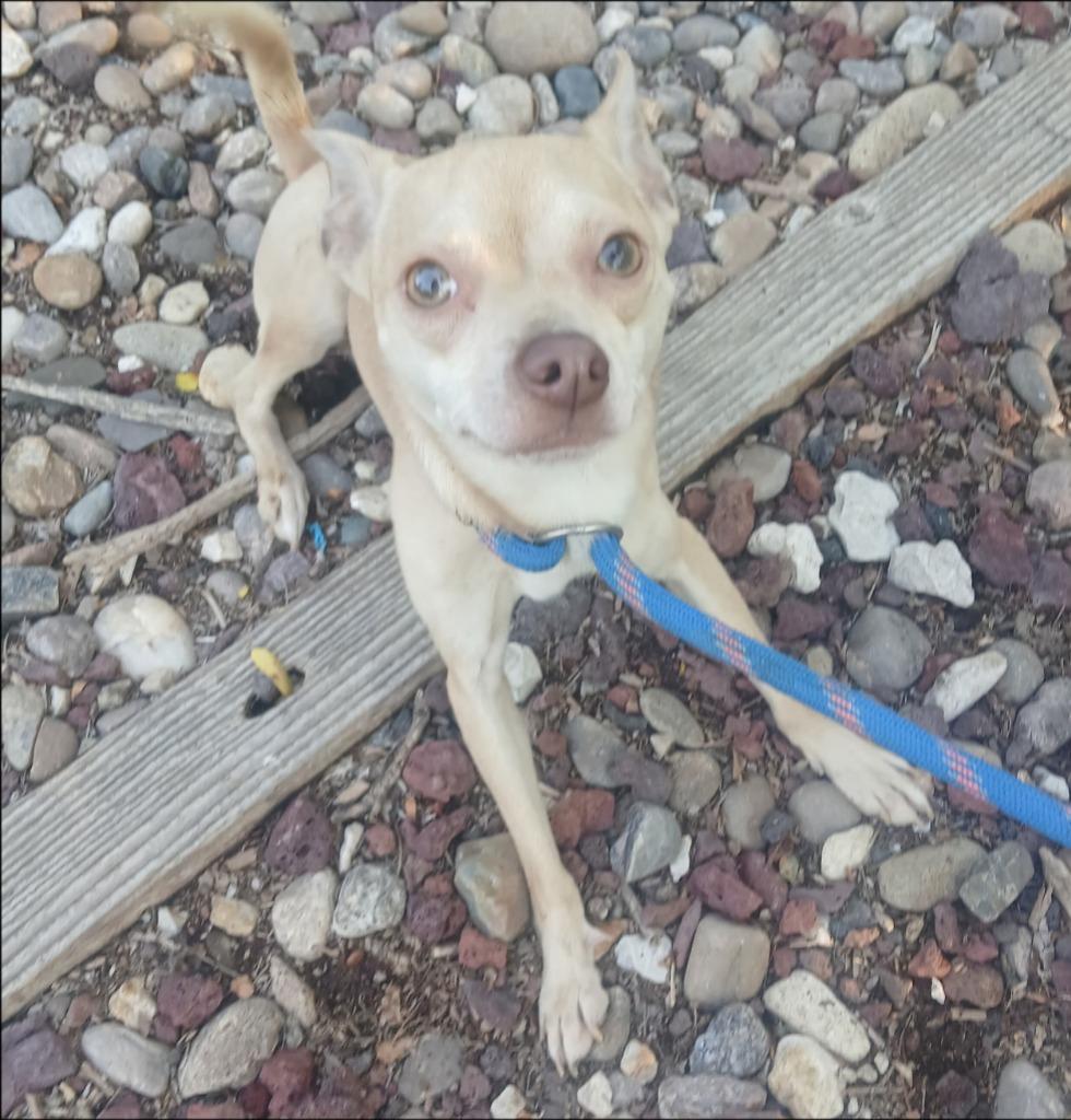 Kade, a Adoptable Chihuahua in Thompson Falls, MT image 2/2