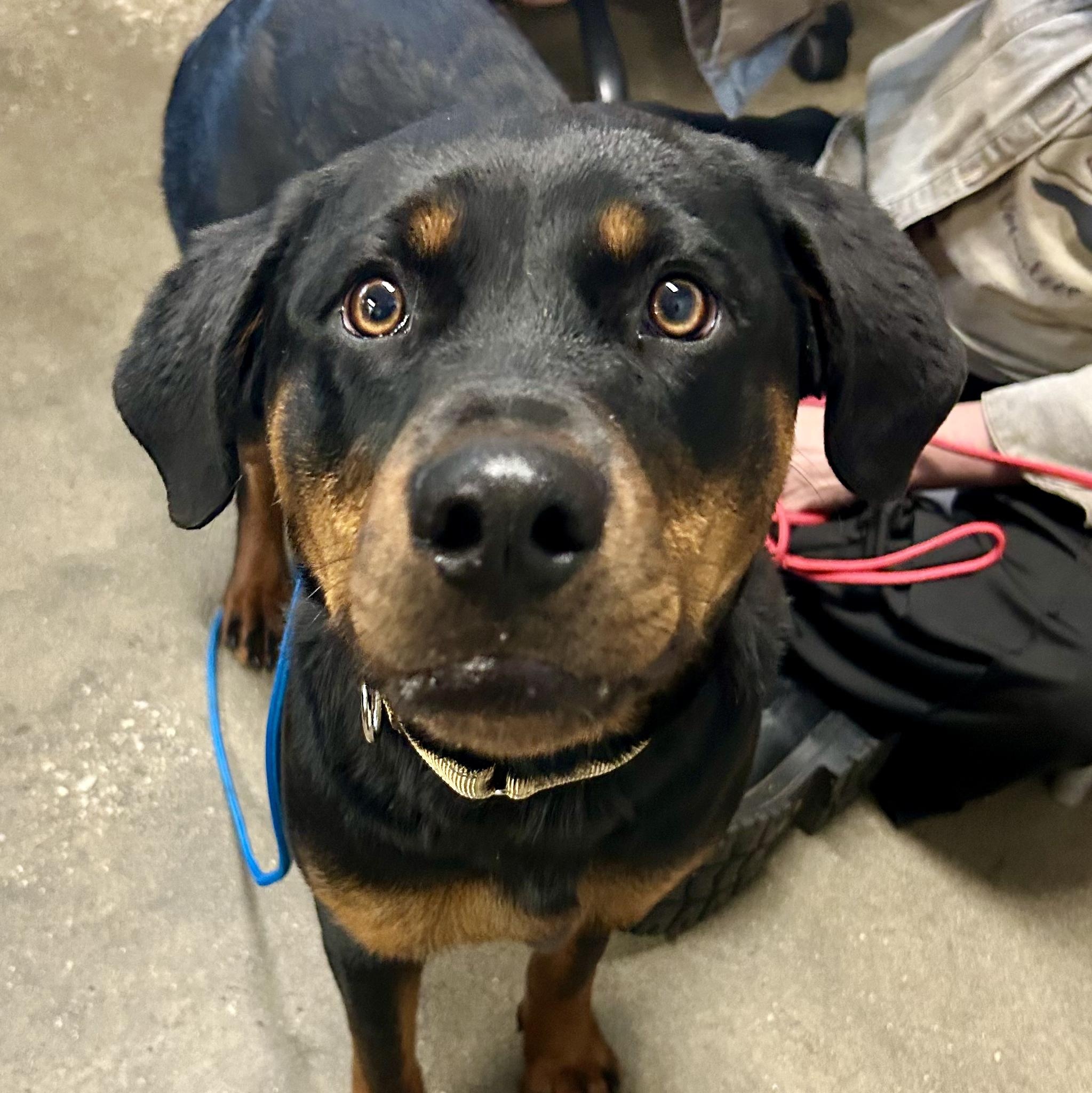 Enlarge Tika- Fast Favorite, an adopted mixed breed in Grass Valley, CA image 3/4