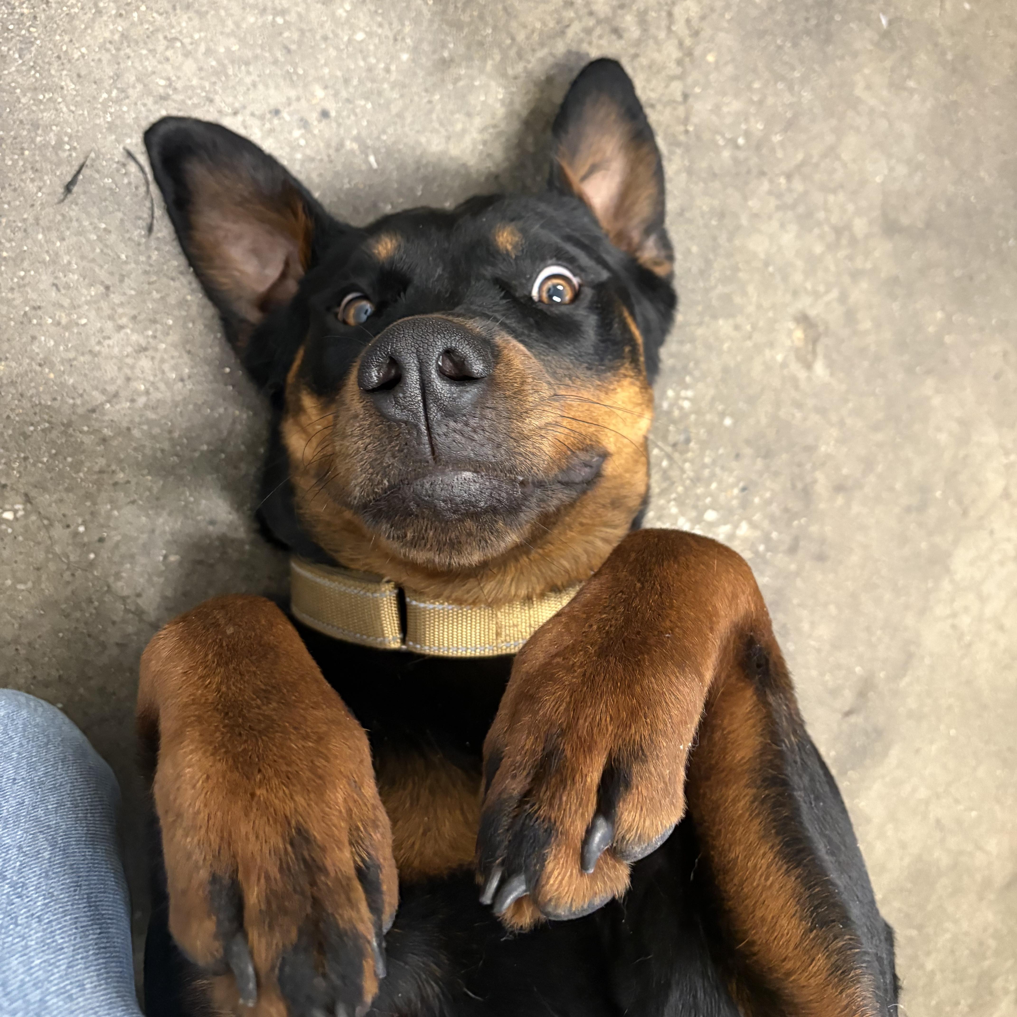 Enlarge Tika- Fast Favorite, an adopted mixed breed in Grass Valley, CA image 4/4