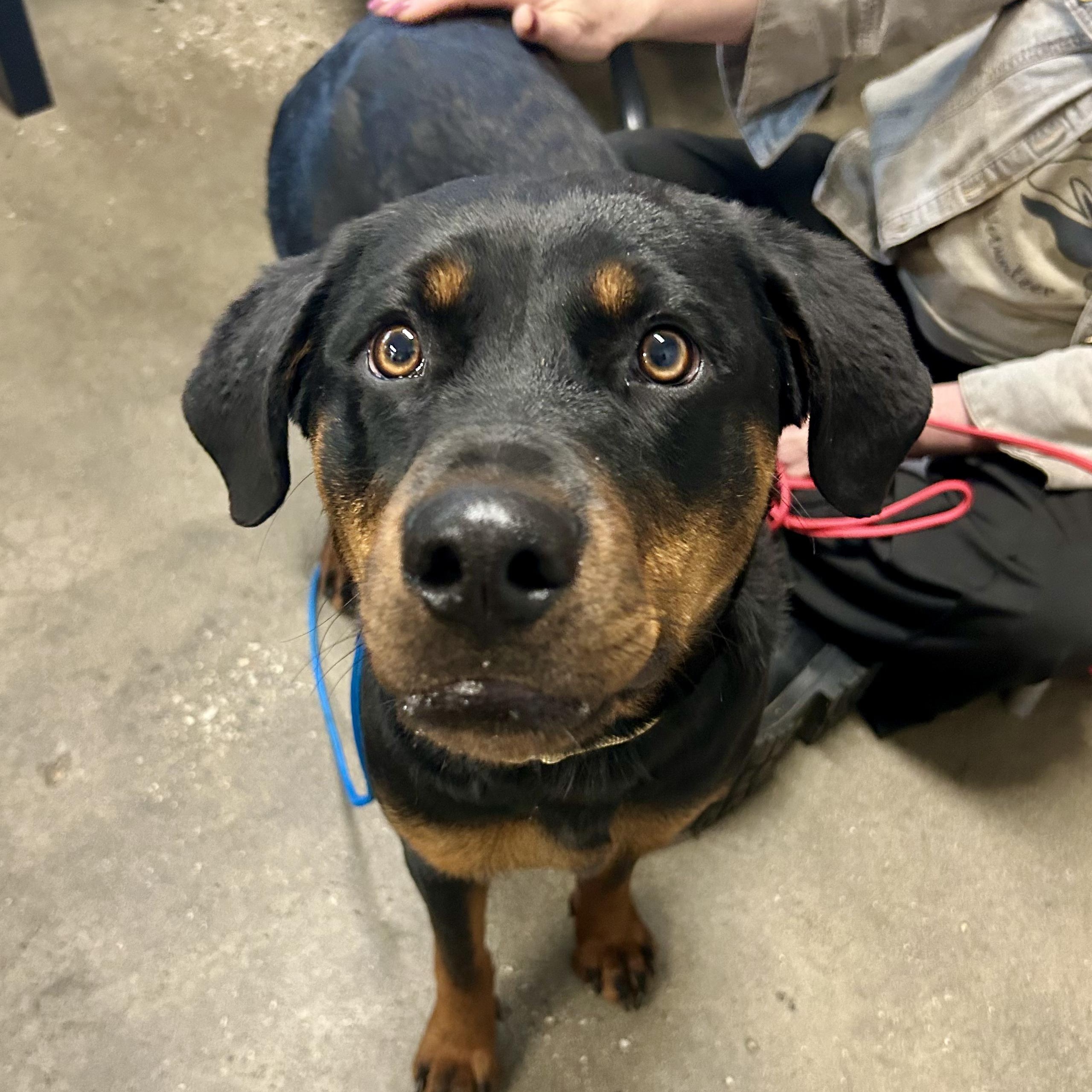 Enlarge Tika- Fast Favorite, an adopted mixed breed in Grass Valley, CA image 2/4