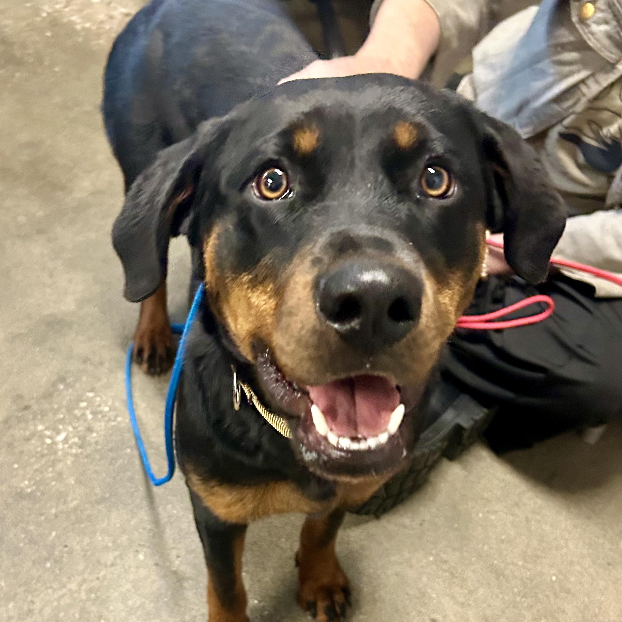 Tika- Fast Favorite, adopted, Young Female Rottweiler.