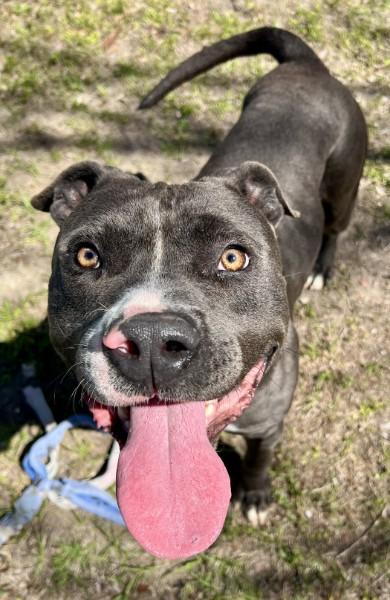 Brody, Adoptable, Adult Male Mixed Breed & Mixed Breed.