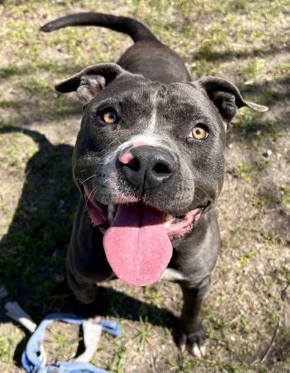 Brody, a Adoptable mixed breed in Savannah, GA image 2/3