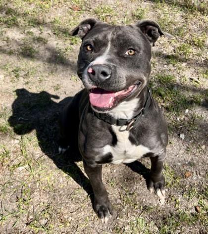 Brody, a Adoptable mixed breed in Savannah, GA image 3/3