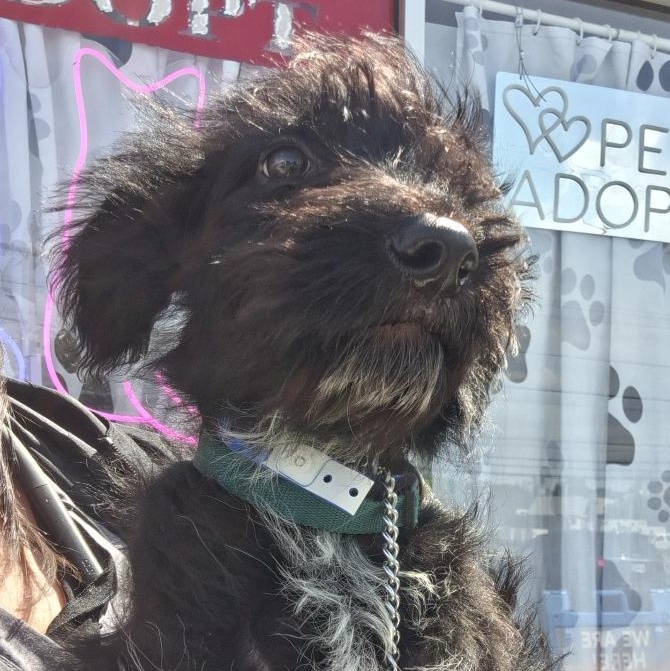 Gene, adoptable, Puppy Male Wirehaired Terrier.