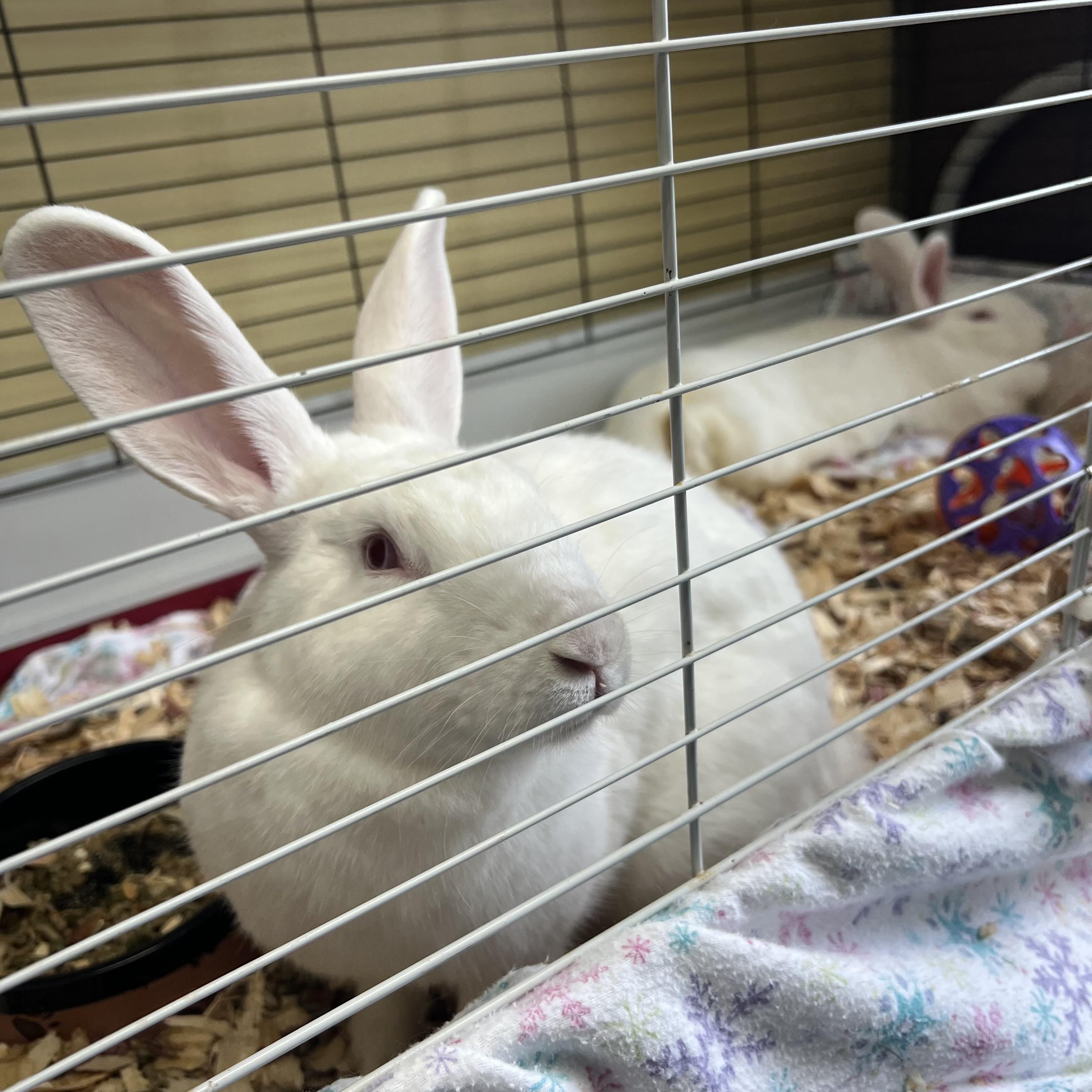 Enlarge Ann Hopaway & Bunnita (bonded pair) **NO FEE** (Sponsored by Bowlmor Lanes Fairmont), a Adoptable American in Fairmont, MN image 2/6
