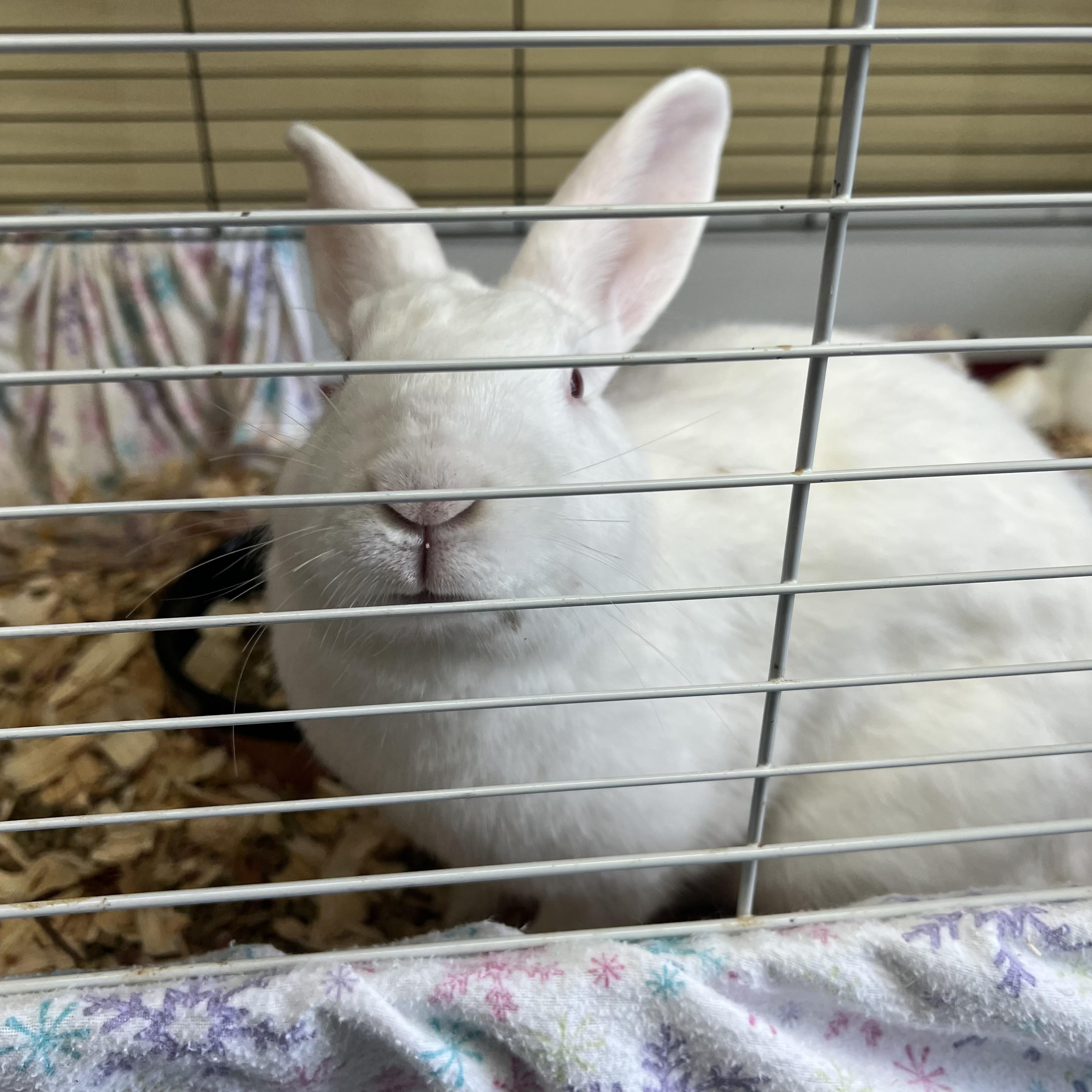 Enlarge Ann Hopaway & Bunnita (bonded pair) **NO FEE** (Sponsored by Bowlmor Lanes Fairmont), a Adoptable American in Fairmont, MN image 4/6