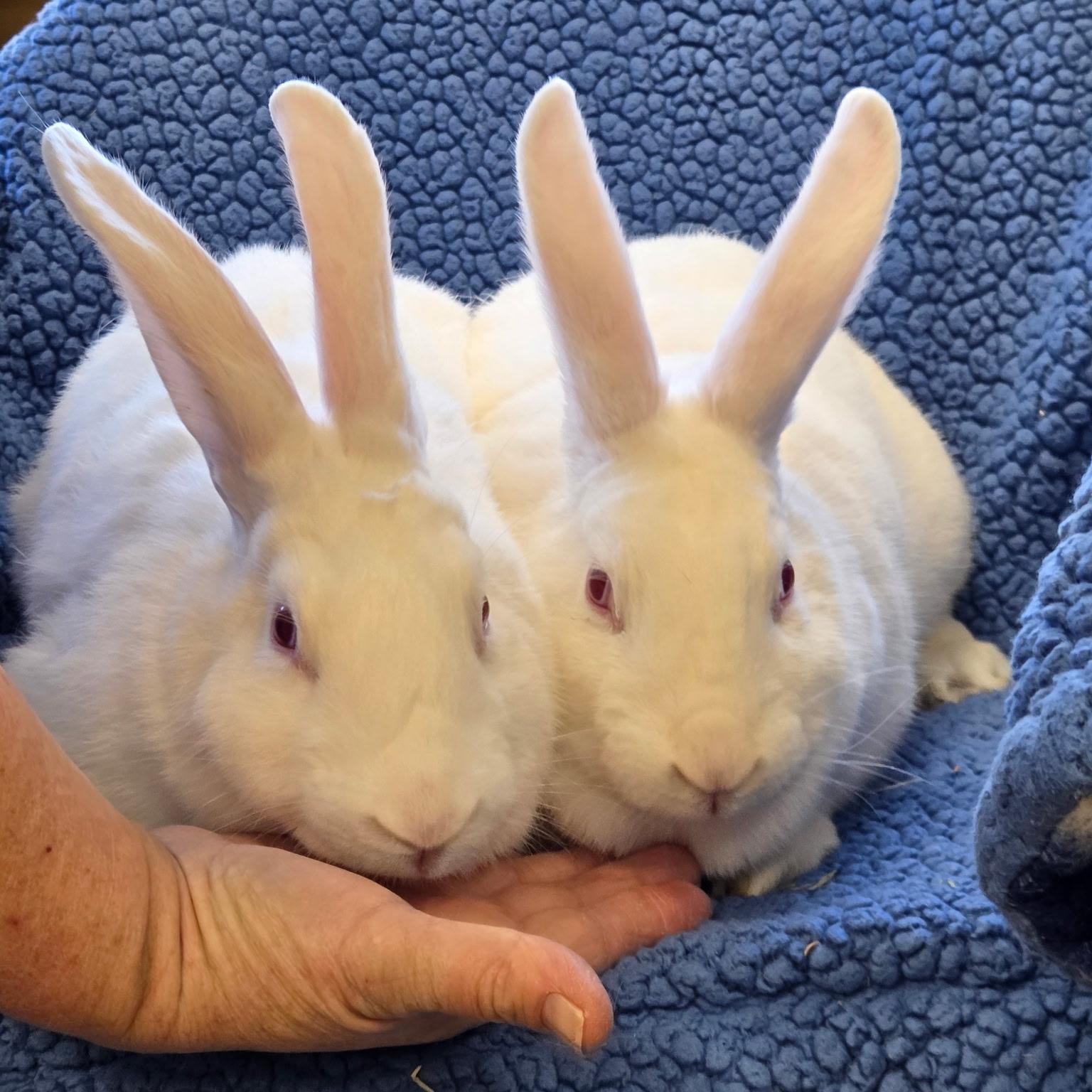 Ann Hopaway & Bunnita (bonded pair) **NO FEE** (Sponsored by Bowlmor Lanes Fairmont), Adoptable, Adult Female American.