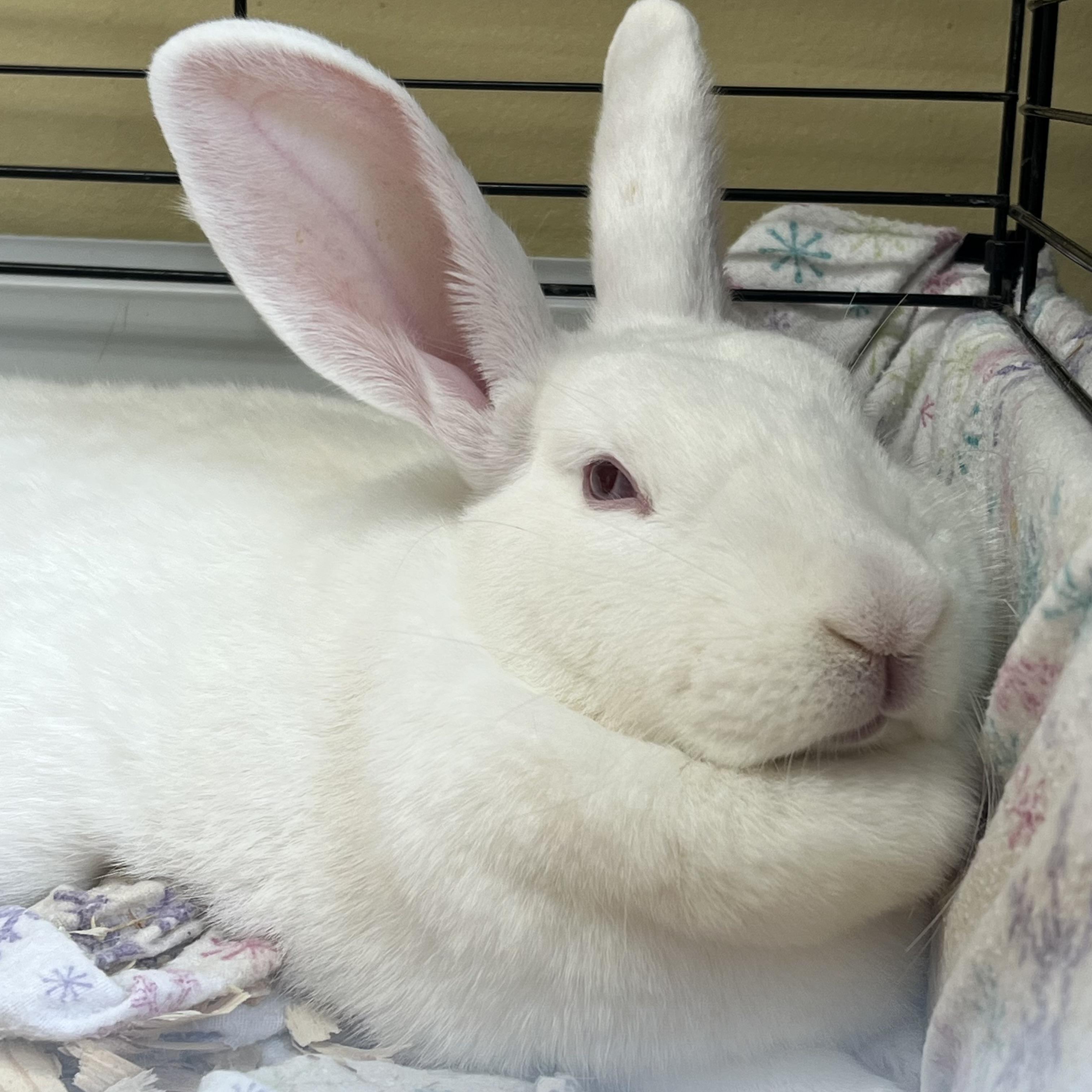Enlarge Ann Hopaway & Bunnita (bonded pair) **NO FEE** (Sponsored by Bowlmor Lanes Fairmont), a Adoptable American in Fairmont, MN image 3/6