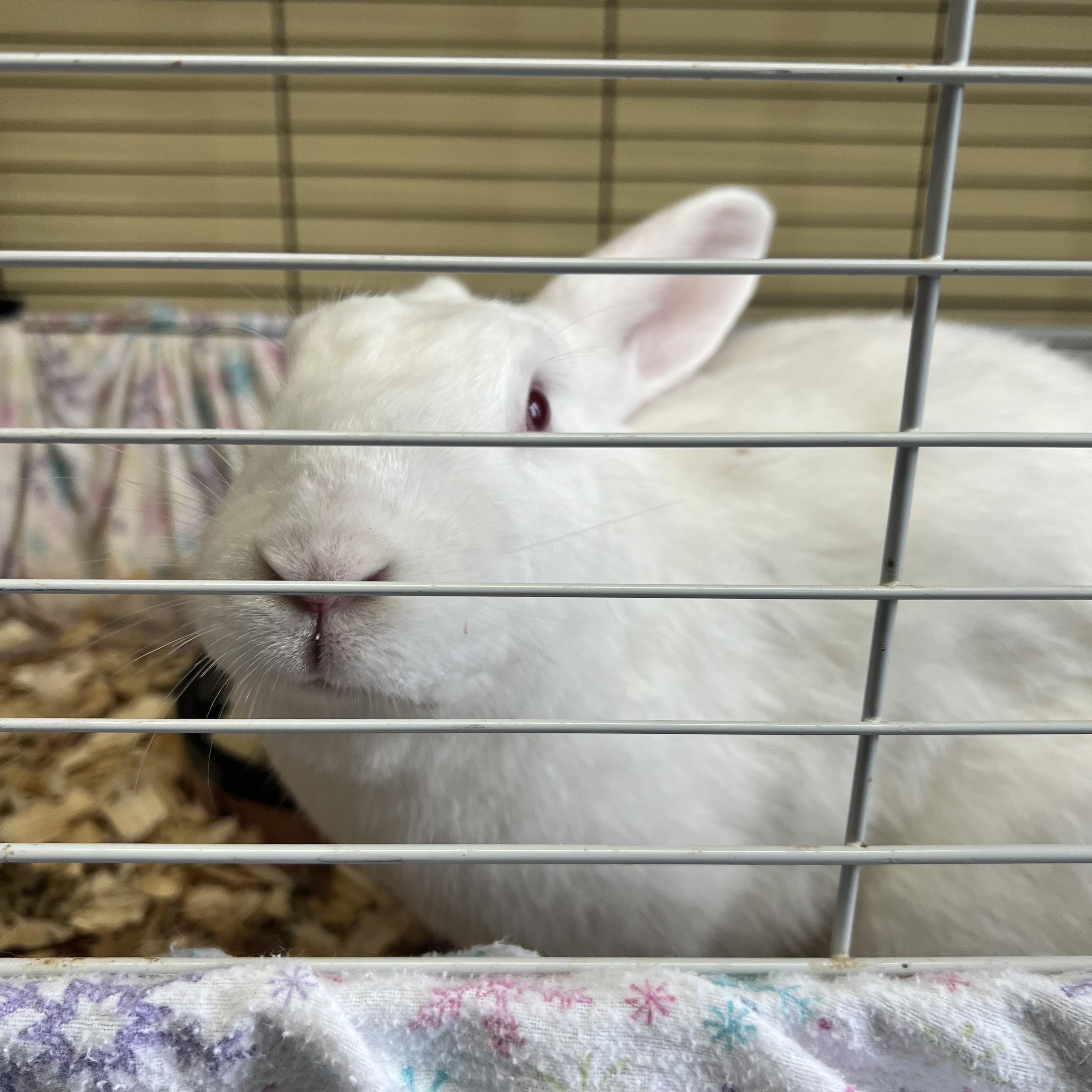 Enlarge Ann Hopaway & Bunnita (bonded pair) **NO FEE** (Sponsored by Bowlmor Lanes Fairmont), a Adoptable American in Fairmont, MN image 6/6