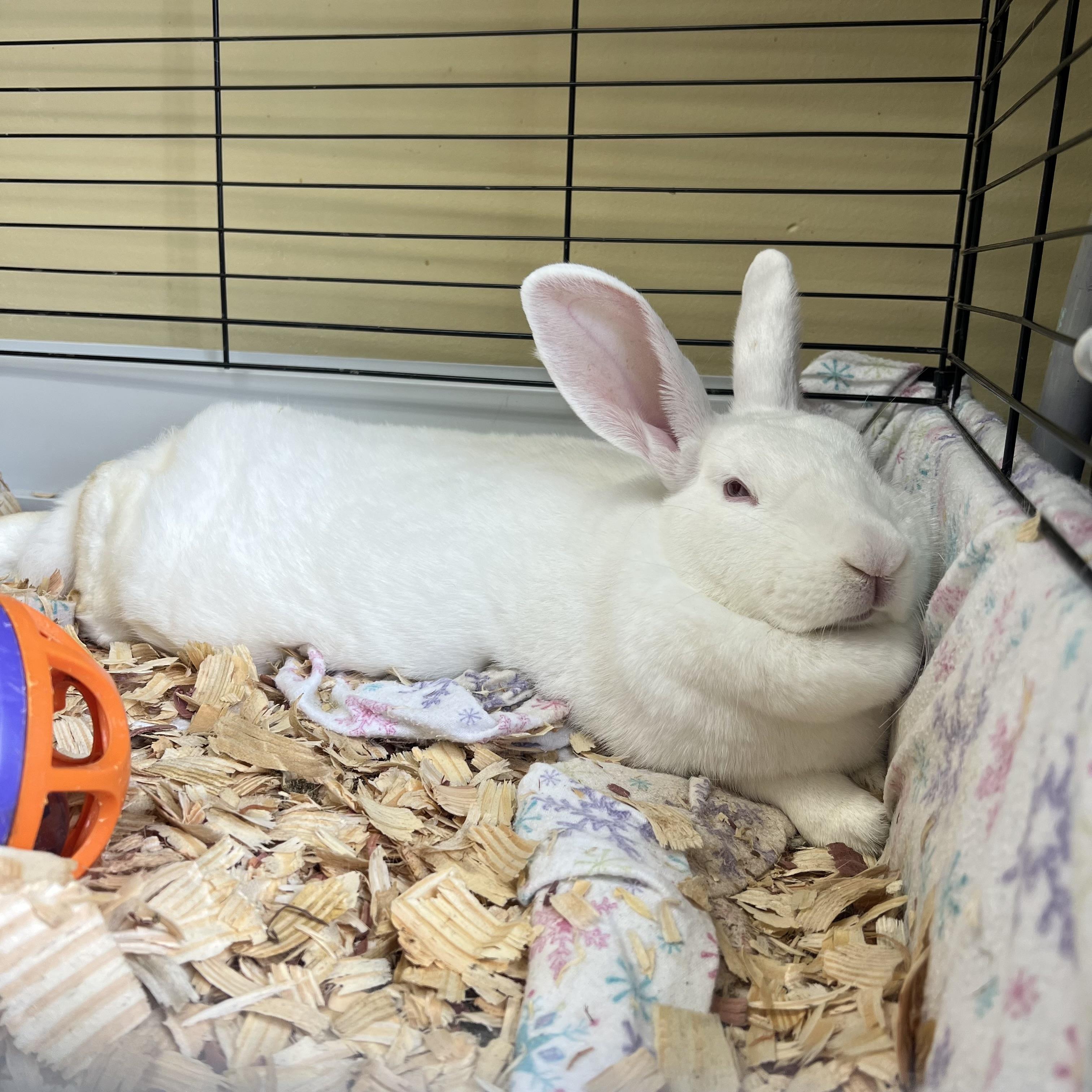 Enlarge Ann Hopaway & Bunnita (bonded pair) **NO FEE** (Sponsored by Bowlmor Lanes Fairmont), a Adoptable American in Fairmont, MN image 5/6