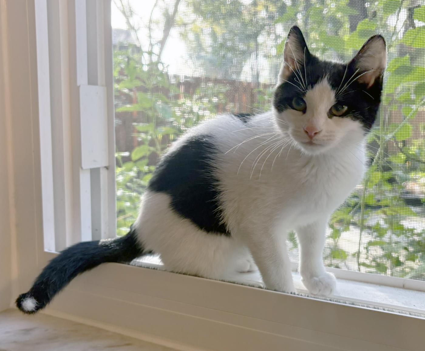 Marble, ADOPTABLE, Kitten Male Domestic Short Hair.