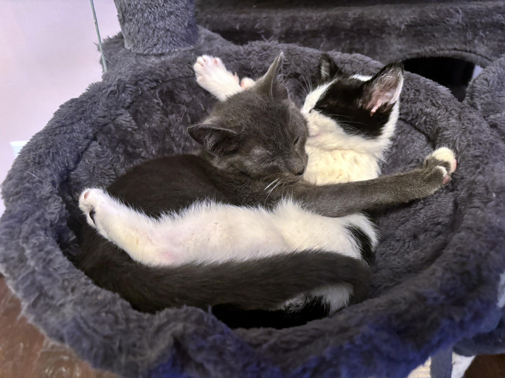 Enlarge Marble, a ADOPTABLE mixed breed in Lake Monroe, FL image 4/6