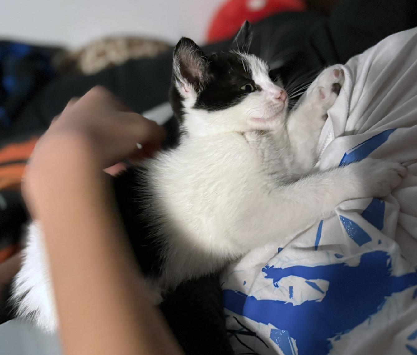 Enlarge Marble, a ADOPTABLE mixed breed in Lake Monroe, FL image 3/6