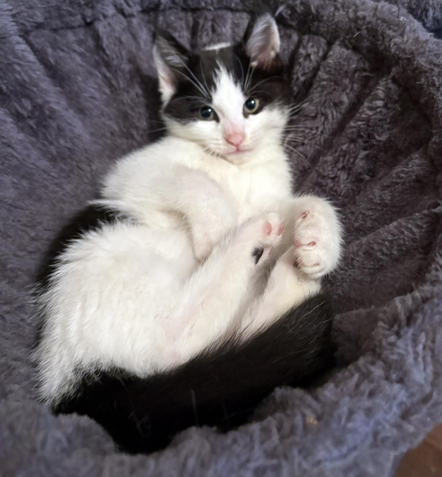 Enlarge Marble, a ADOPTABLE mixed breed in Lake Monroe, FL image 6/6