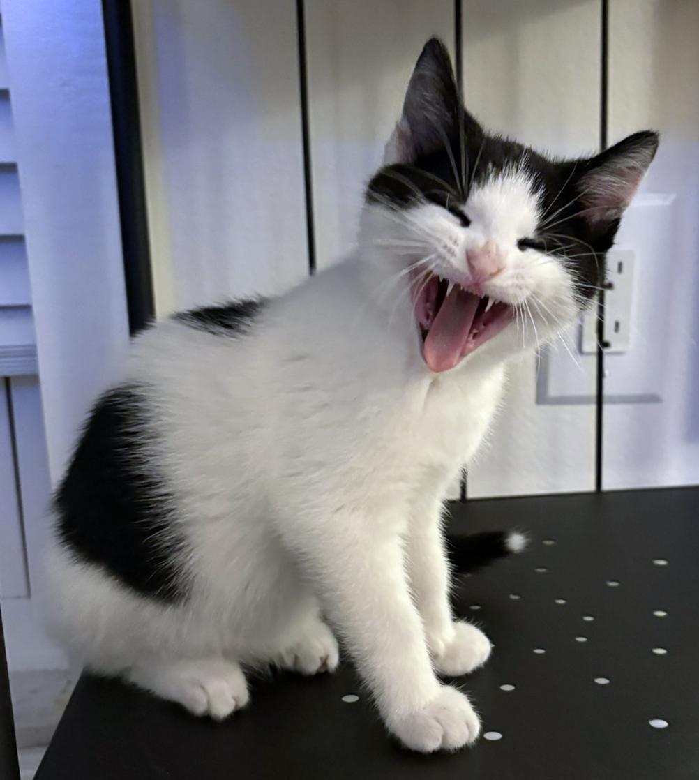 Enlarge Marble, a ADOPTABLE mixed breed in Lake Monroe, FL image 5/6