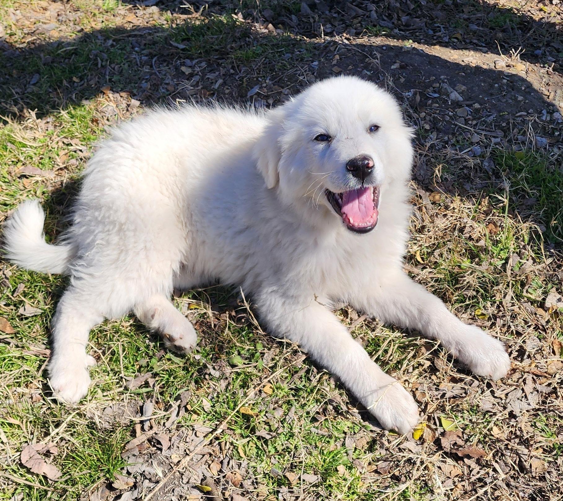 Prissy, Baby Female Great Pyrenees