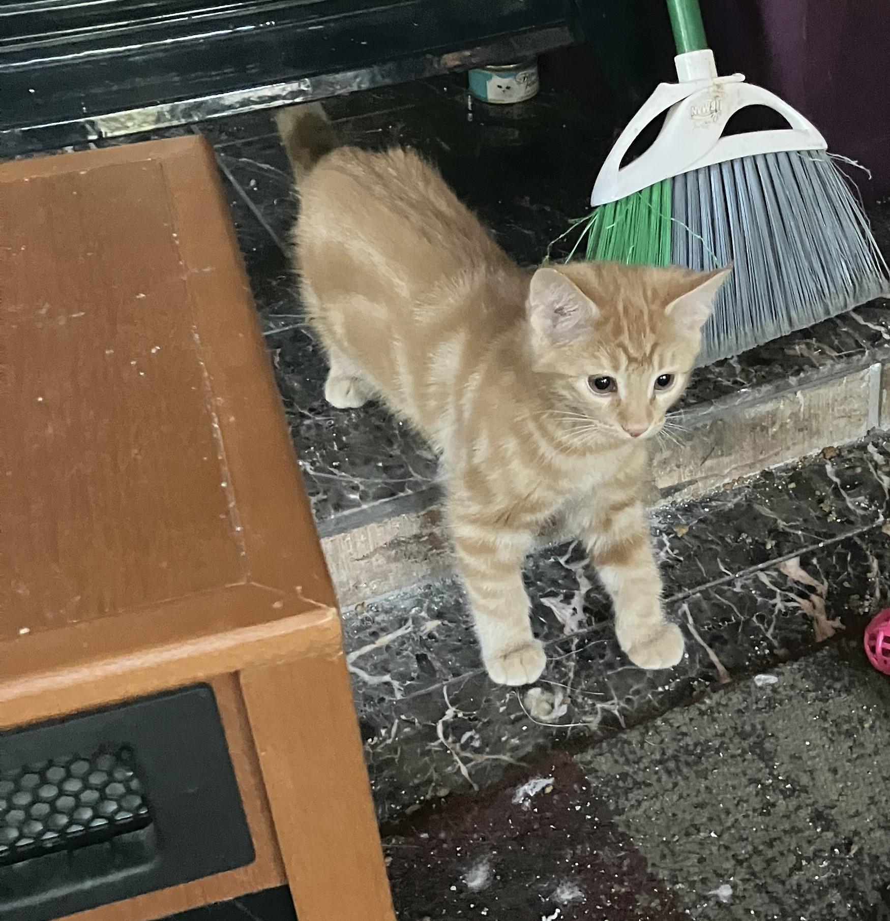 Scotty, adopted, Kitten Male Domestic Medium Hair.