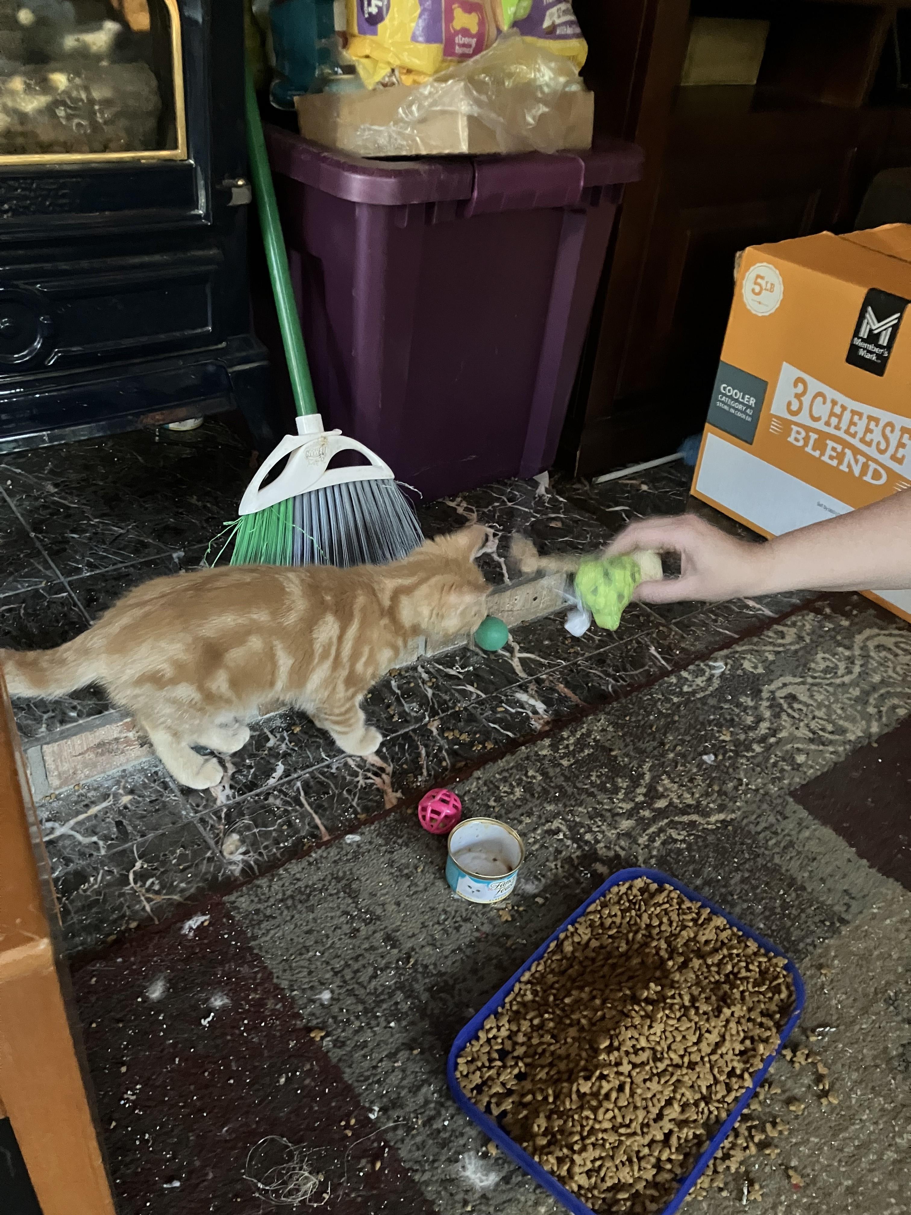 Scotty, an adopted Domestic Medium Hair in River Falls, WI image 3/3