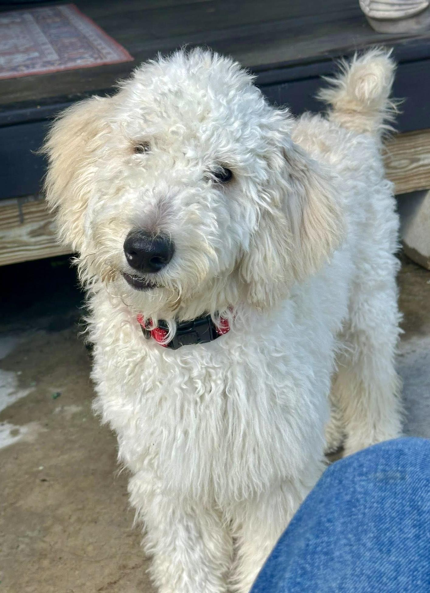 Enlarge Kiki, an adopted Goldendoodle in Humble, TX image 4/6