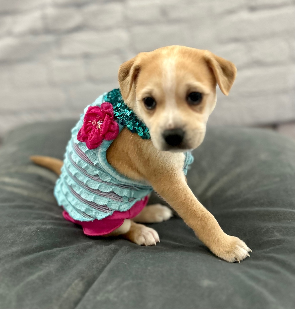 Honey, Adoptable, Puppy Female Chihuahua.