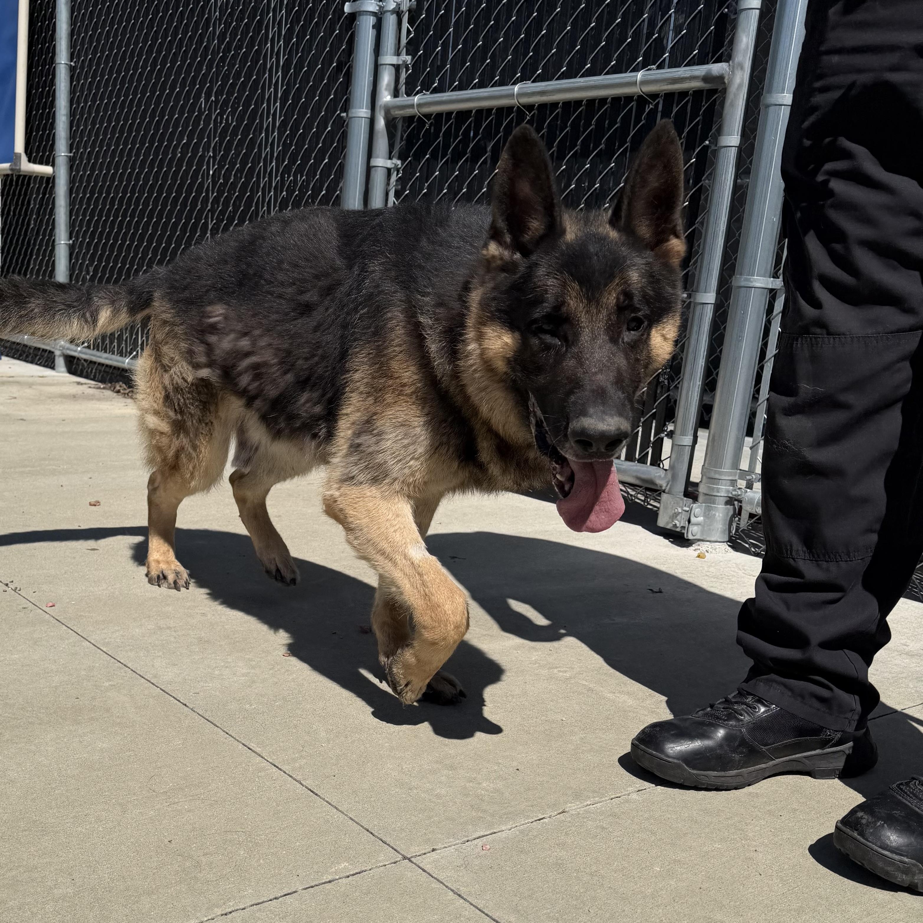 Enlarge Tyson, a ADOPTABLE German Shepherd Dog in North Providence, RI image 2/3