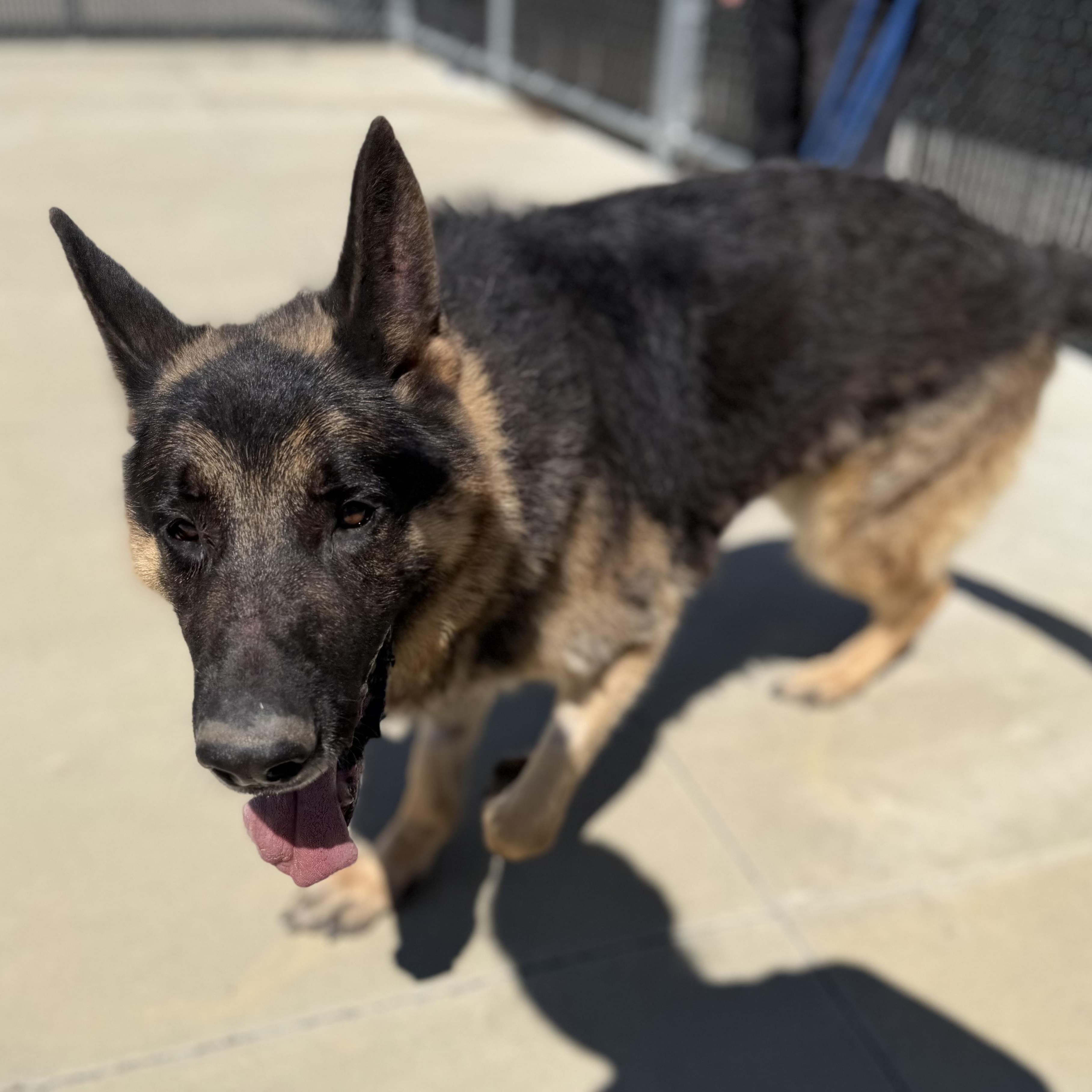 Enlarge Tyson, a ADOPTABLE German Shepherd Dog in North Providence, RI image 3/3