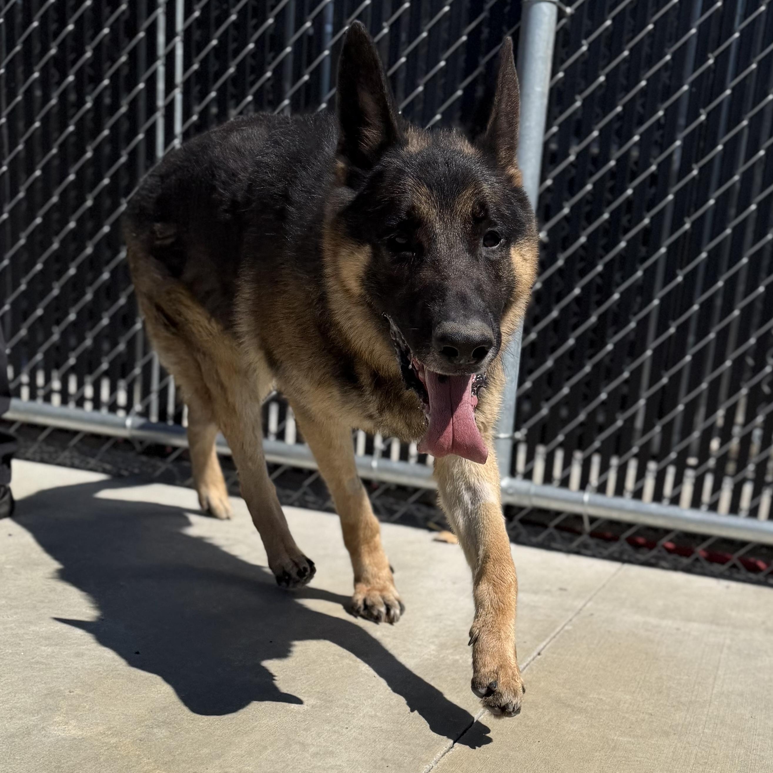 Enlarge Tyson, a ADOPTABLE German Shepherd Dog in North Providence, RI image 1/3