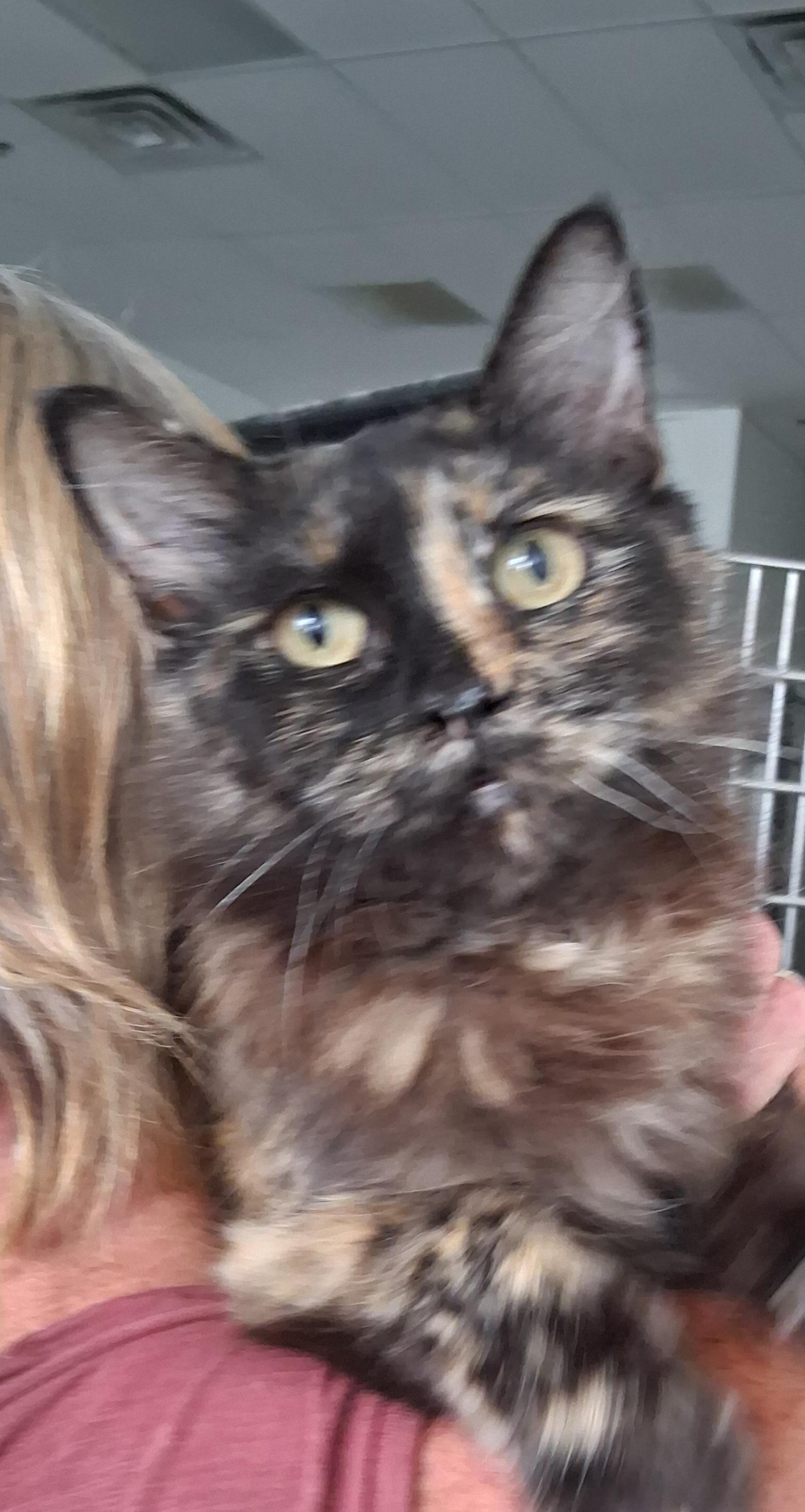Priscilla, ADOPTABLE, Adult Female Domestic Long Hair.
