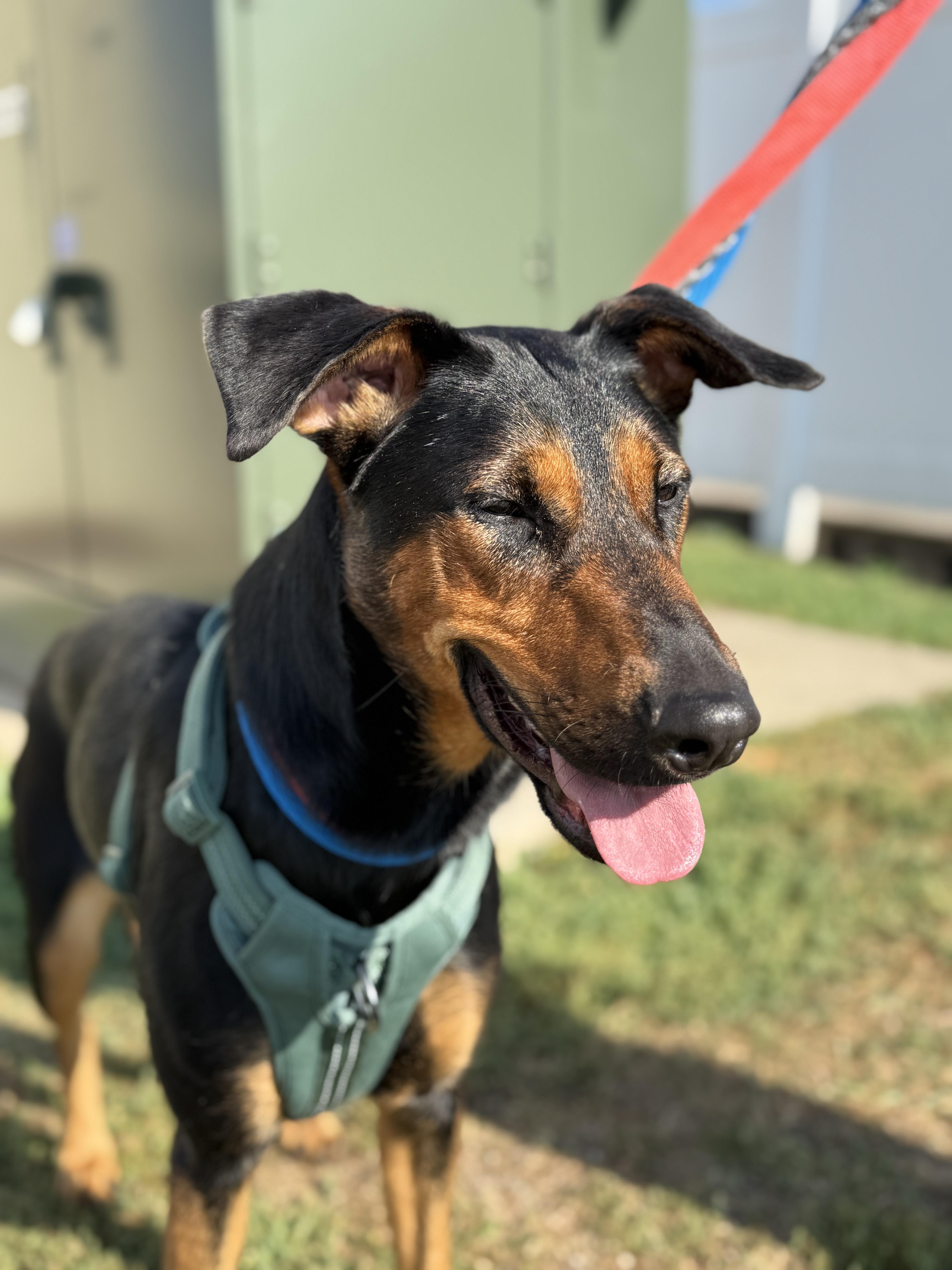 Truly, a Adoptable mixed breed in Crystal Lake, IL image 2/6