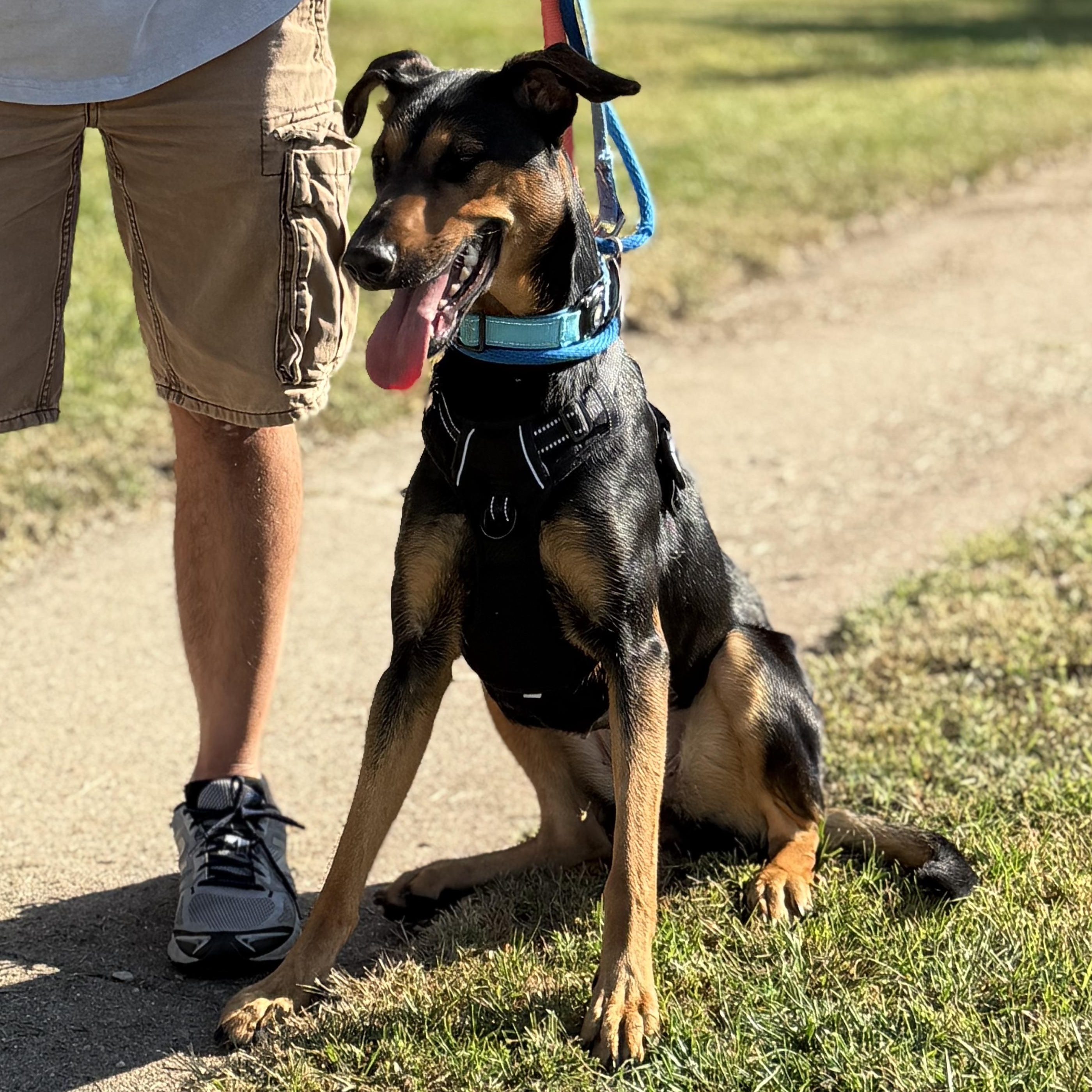 Truly, a Adoptable mixed breed in Crystal Lake, IL image 6/6