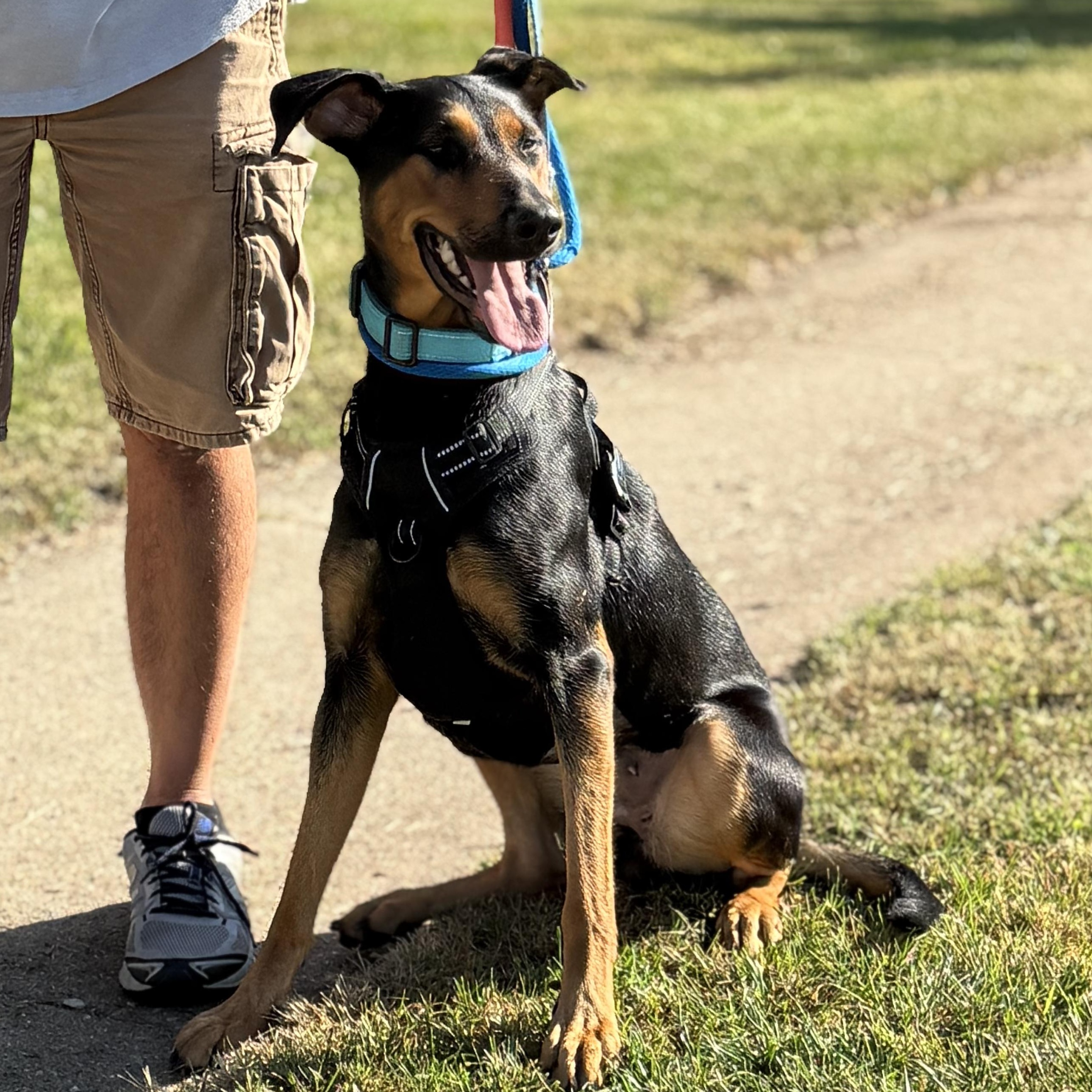 Truly, a Adoptable mixed breed in Crystal Lake, IL image 1/6