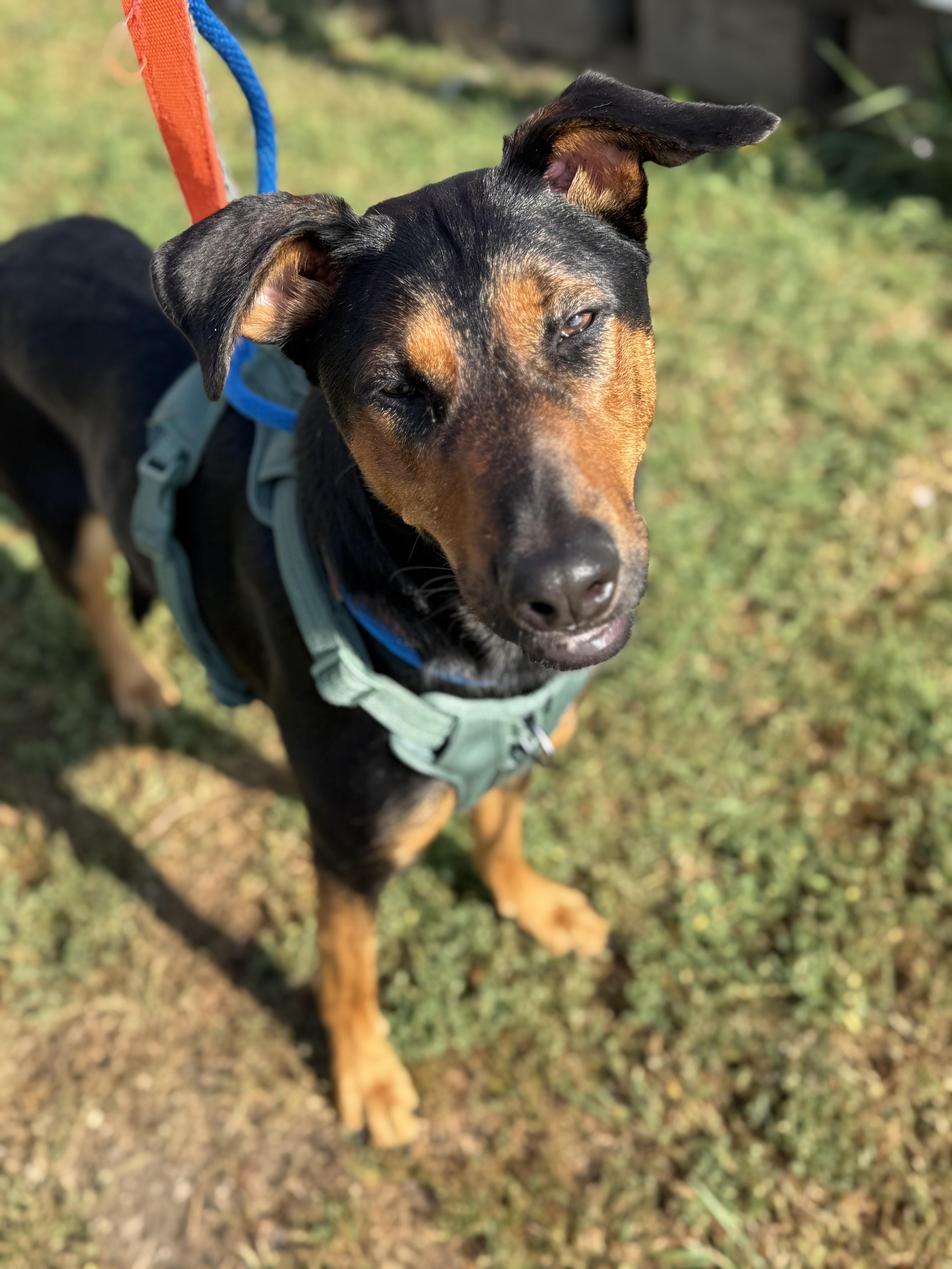 Truly, a Adoptable mixed breed in Crystal Lake, IL image 3/6