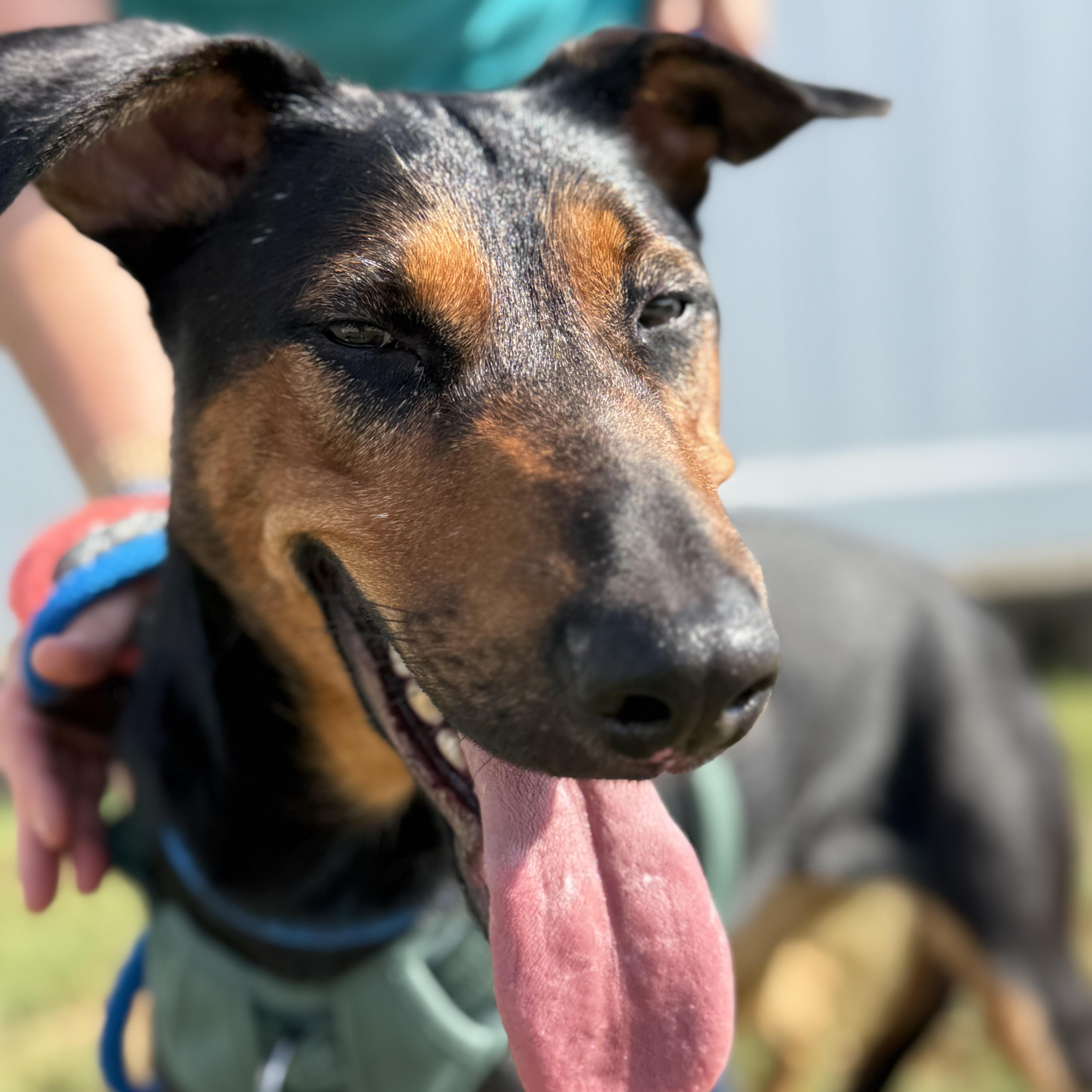 Truly, a Adoptable mixed breed in Crystal Lake, IL image 4/6