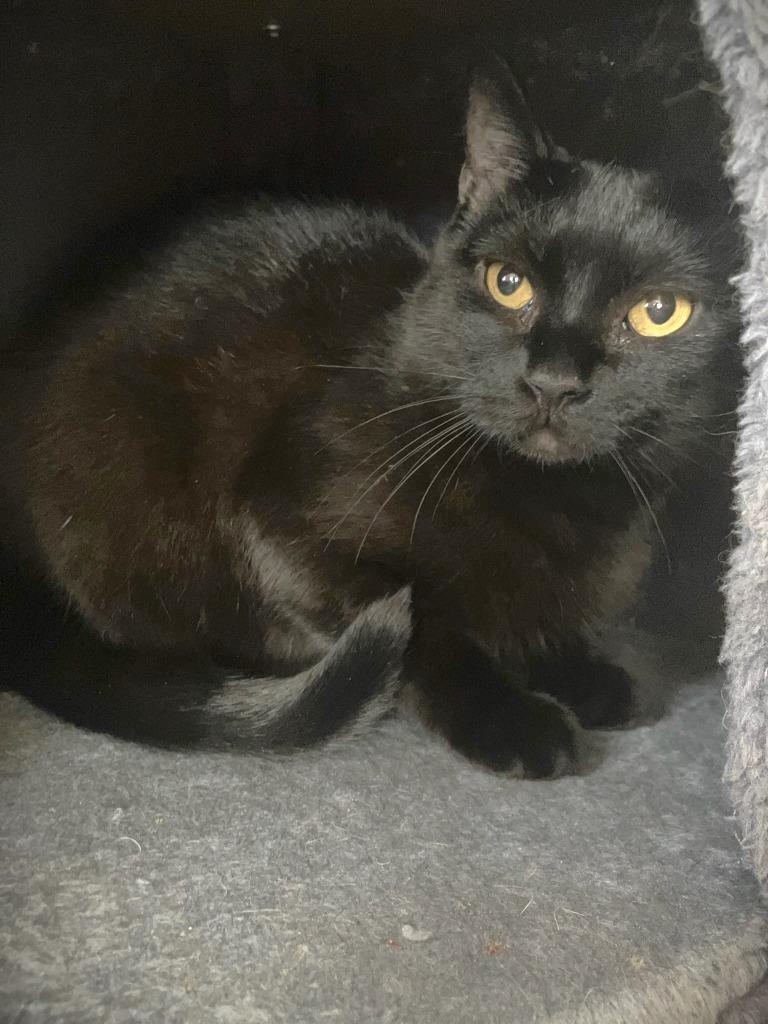 Star, Adoptable, Young Female Domestic Short Hair.