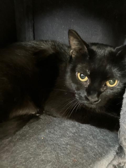 Star, Adoptable, Young Female Domestic Short Hair.