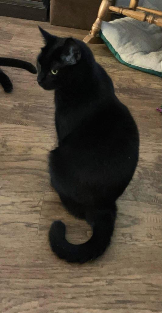 Star, a Adoptable mixed breed in Grand Junction, CO image 3/3