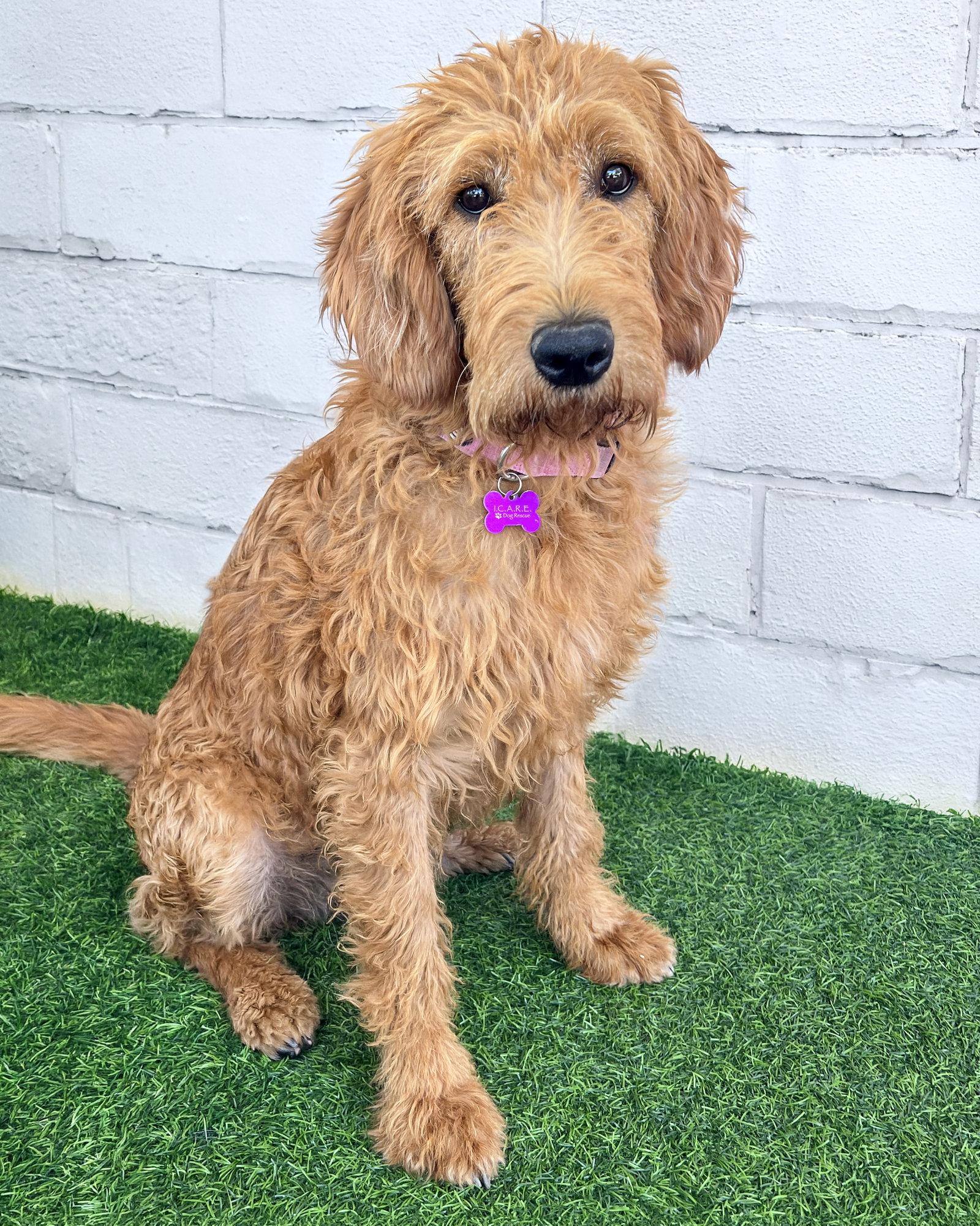 Sage, Adoptable, Adult Female Standard Poodle & Labrador Retriever.