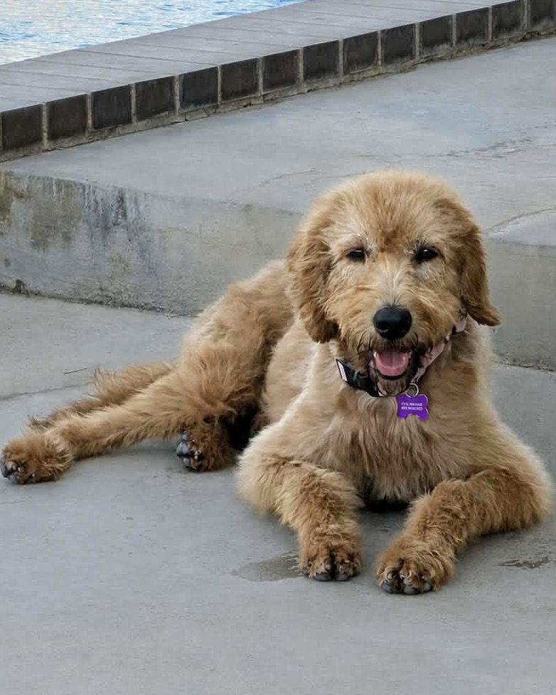 Enlarge Sage, a Adoptable mixed breed in Corona, CA image 2/3