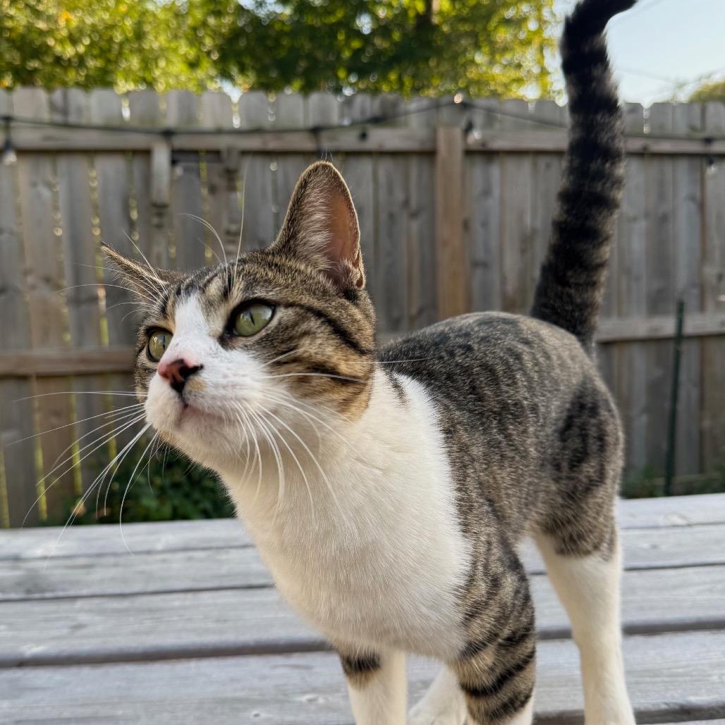 Pickles — thumbnail 2