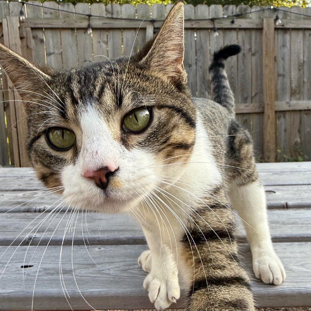 Pickles — thumbnail 3