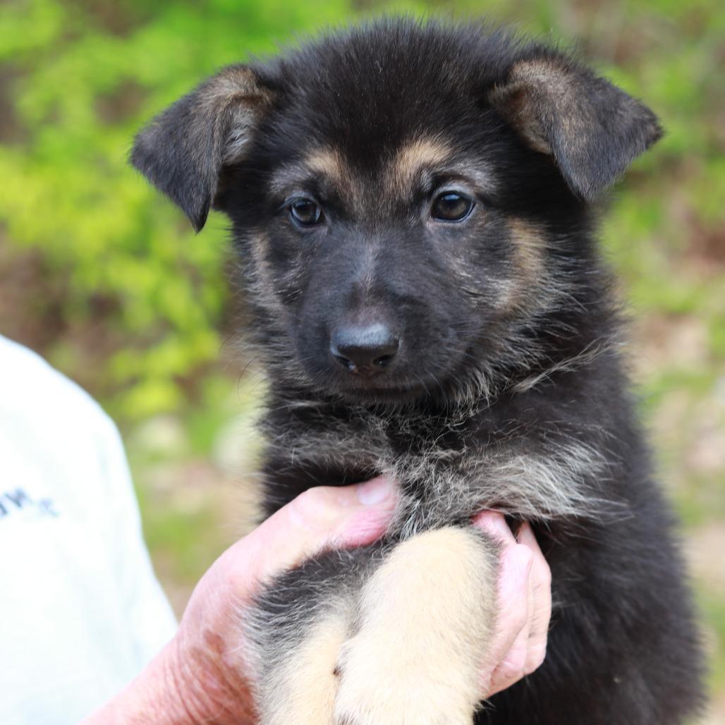 CT Acadia, Adoptable, Puppy Female Shepherd & Mixed Breed.