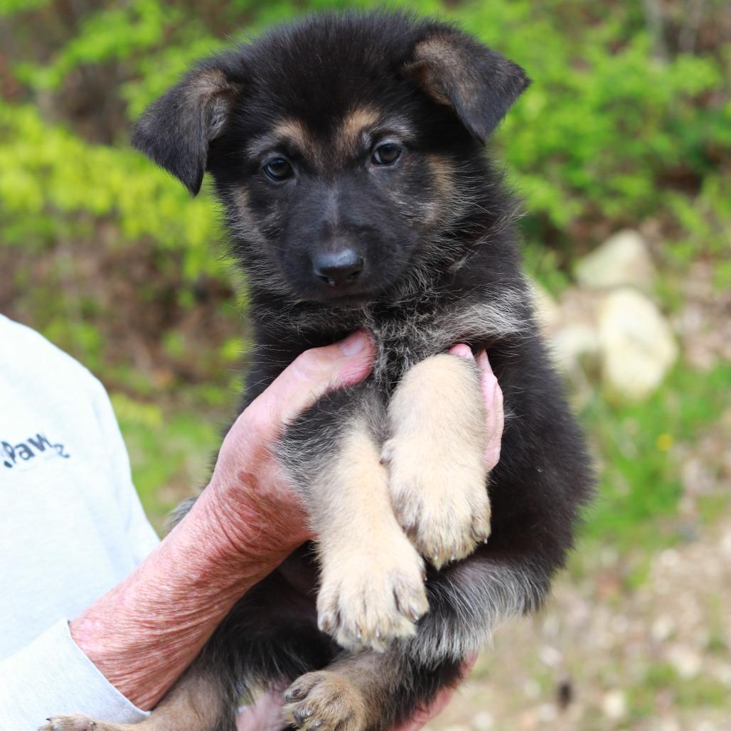 Enlarge CT Acadia, a Adoptable mixed breed in Stormville, NY image 2/4