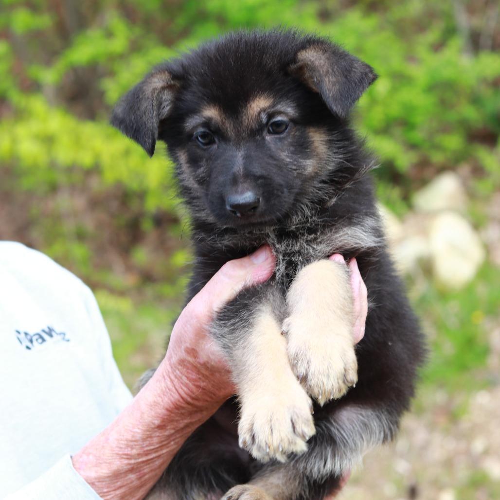 Enlarge CT Acadia, a Adoptable mixed breed in Stormville, NY image 3/4