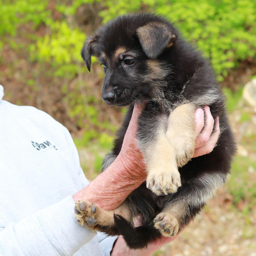 Enlarge CT Acadia, a Adoptable mixed breed in Stormville, NY image 4/4