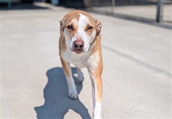 Watson, Adoptable, Young Male Labrador Retriever.