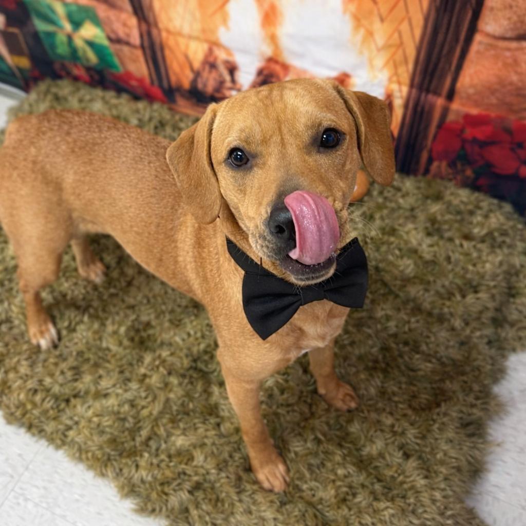 Jolly, Adoptable, Young Female Labrador Retriever & Mixed Breed.