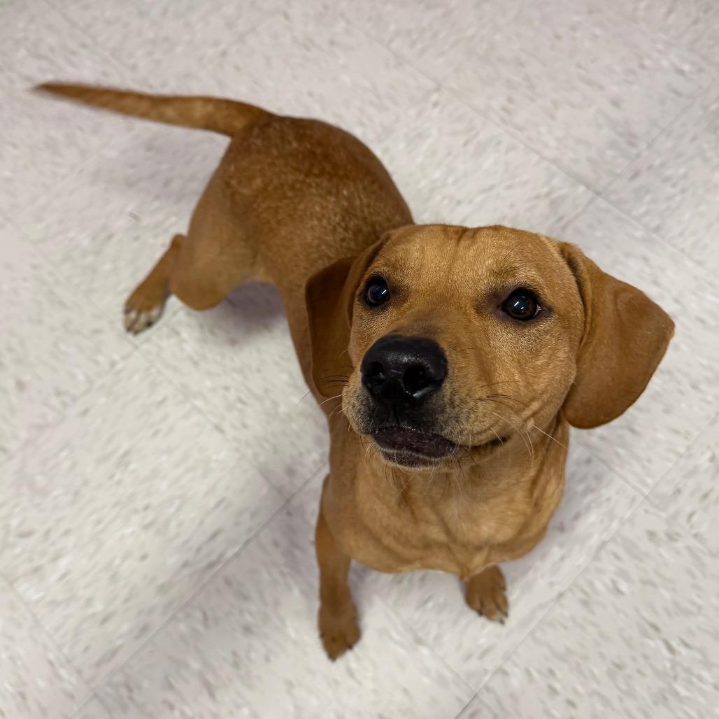 Jolly, a Adoptable mixed breed in Binghamton, NY image 2/5