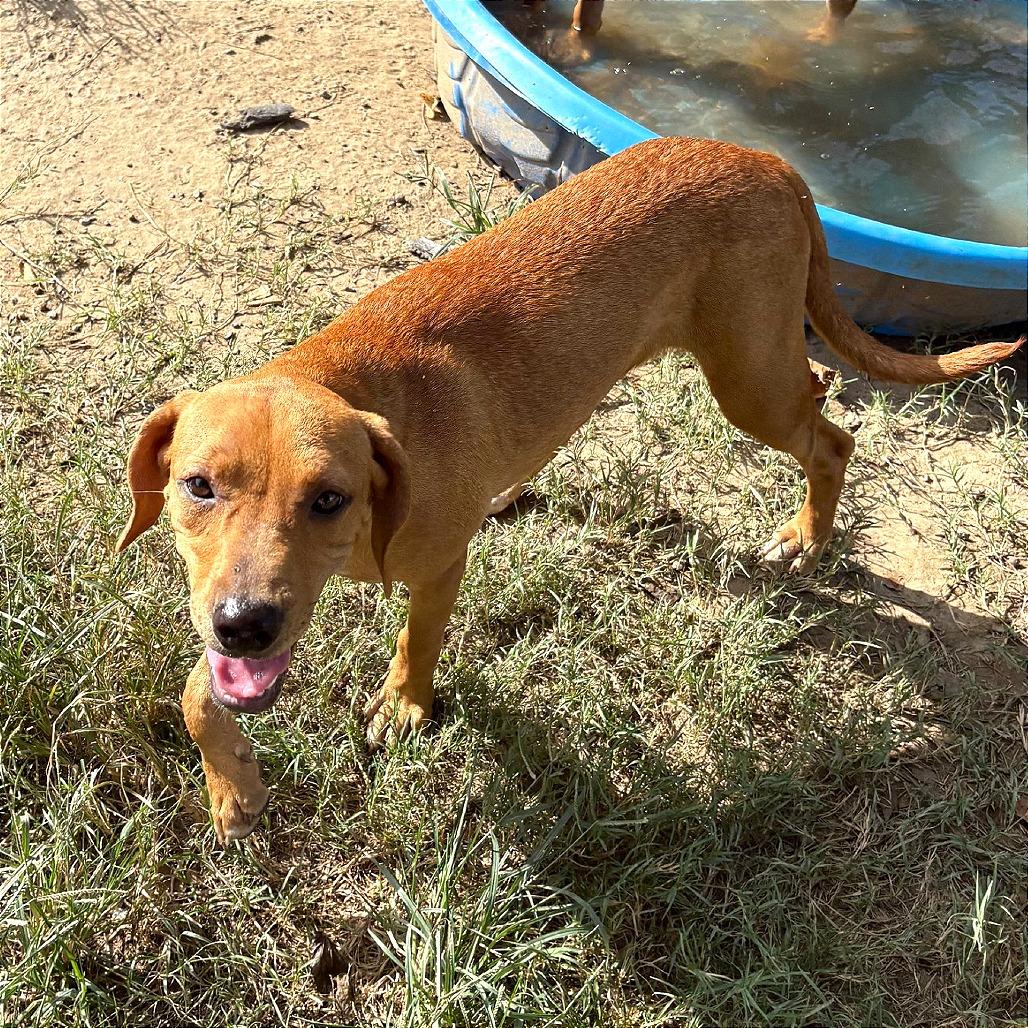 Jolly, a Adoptable mixed breed in Binghamton, NY image 3/5