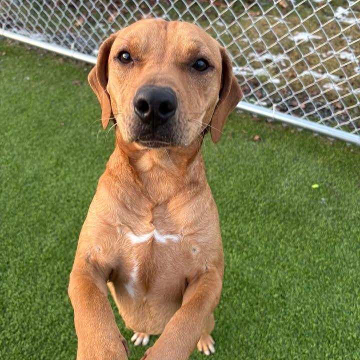 Jolly, a Adoptable mixed breed in Binghamton, NY image 4/5